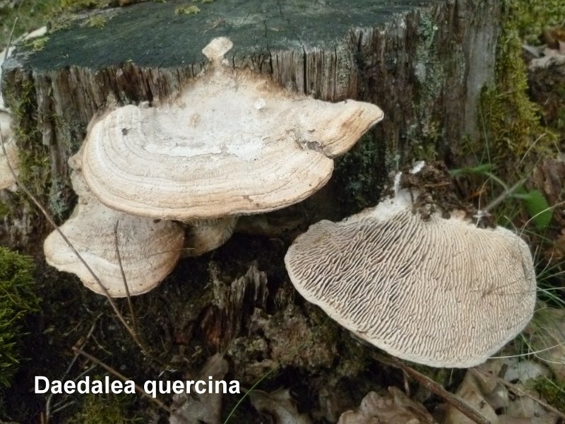 Daedalea quercina-amf1154.jpg - Daedalea quercina ; Syn1: Lenzites quercina ; Syn2: Trametes quercina ; Nom français: Lenzite du chêne